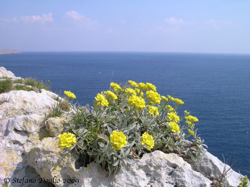 Aurinia leucadea (=Alyssum leucadeum) / Alisso di Leuca